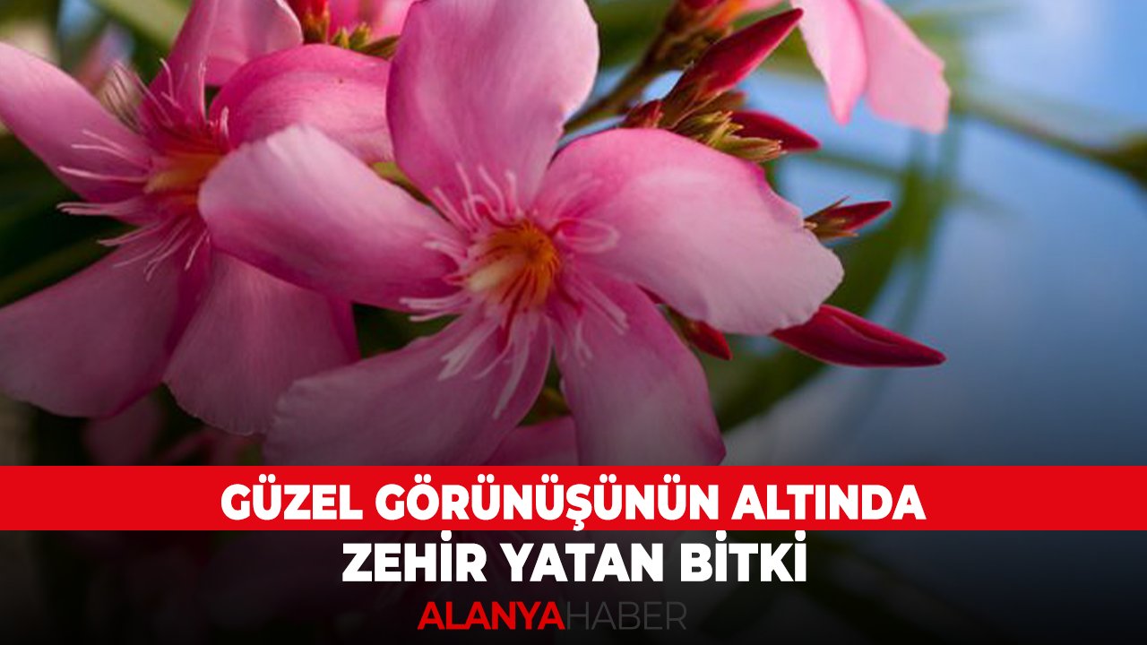 Güzel görünüşünün altında zehir yatan bitki