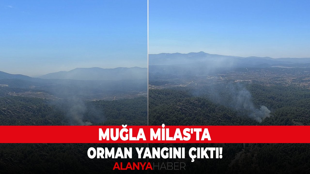 Muğla Milas'ta orman yangını!
