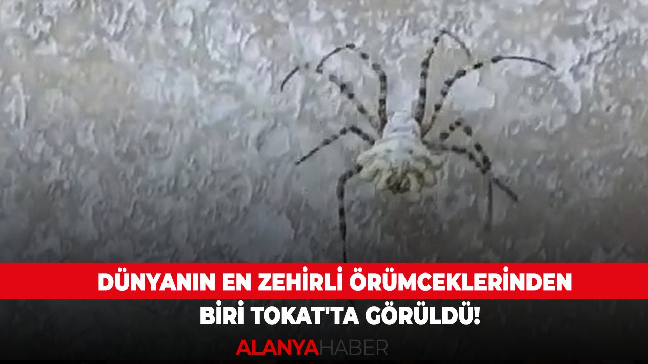 Dünyanın en zehirli örümceklerinden biri Tokat'ta görüldü!