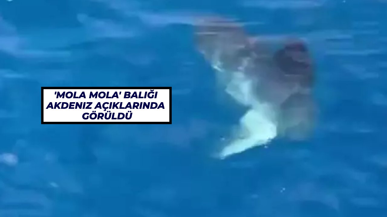 'Mola Mola' balığı Akdeniz açıklarında görüldü
