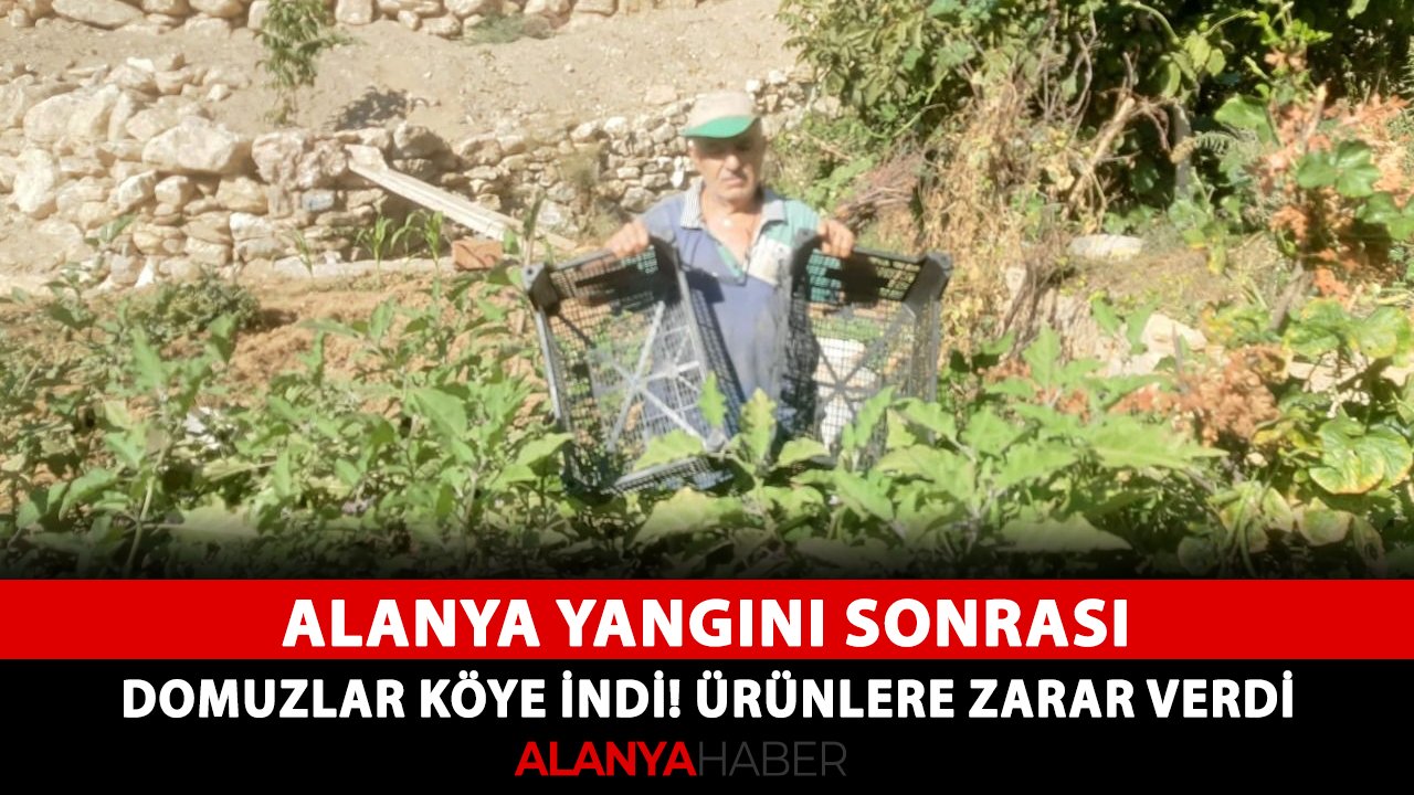 Alanya yangını sonrası domuzlar köye indi! Ürünlere zarar verdi