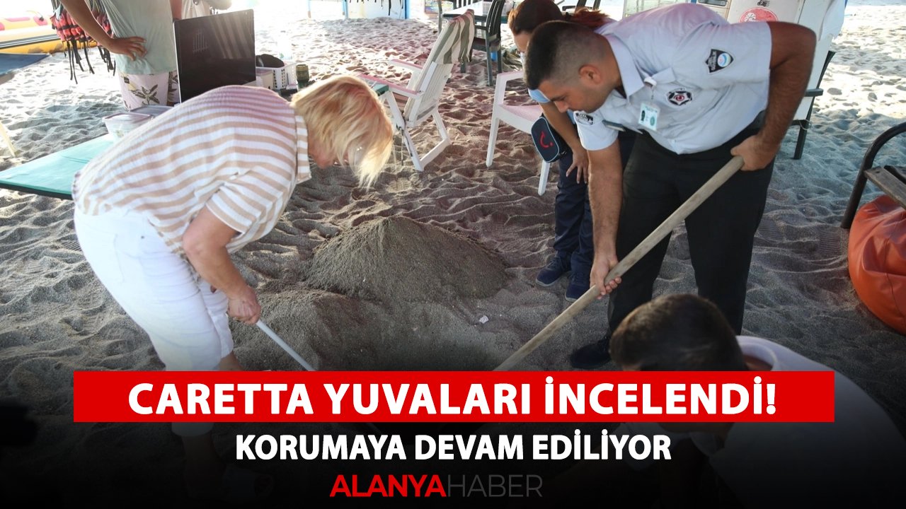 Alanya'da Caretta yuvaları incelendi! Korumaya devam ediliyor