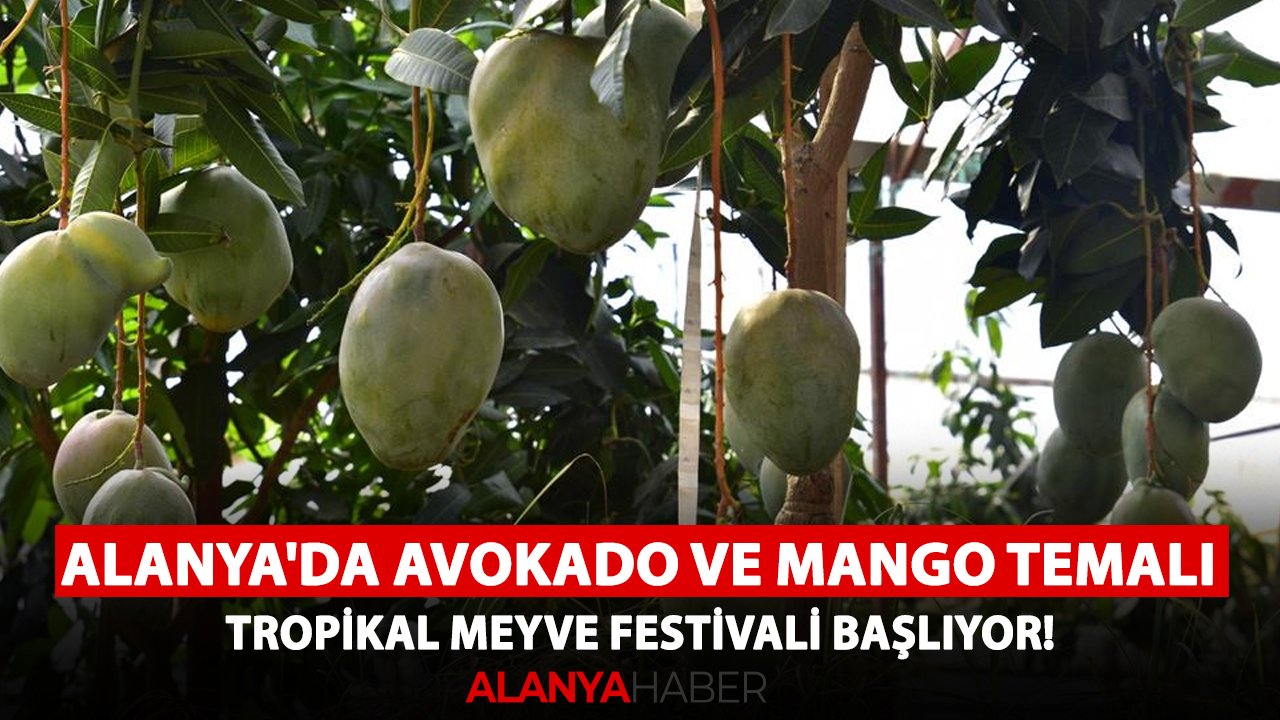 Alanya'da avokado ve mango temalı Tropikal Meyve Festivali başlıyor!
