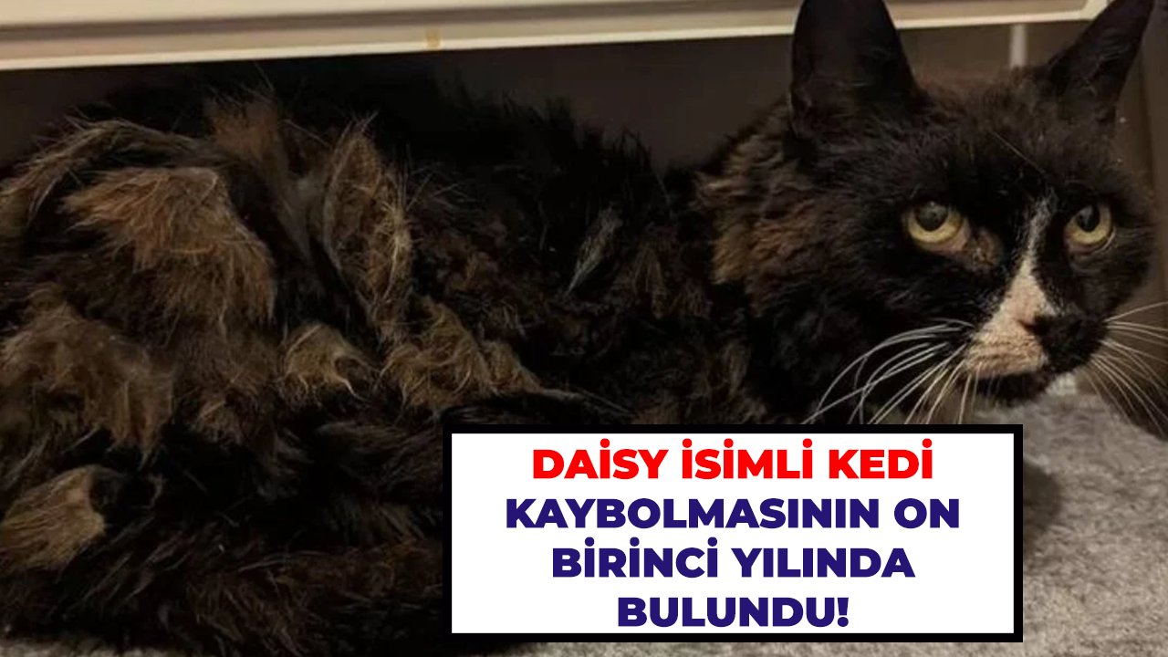 Daisy isimli kedi kaybolmasının on birinci yılında bulundu!