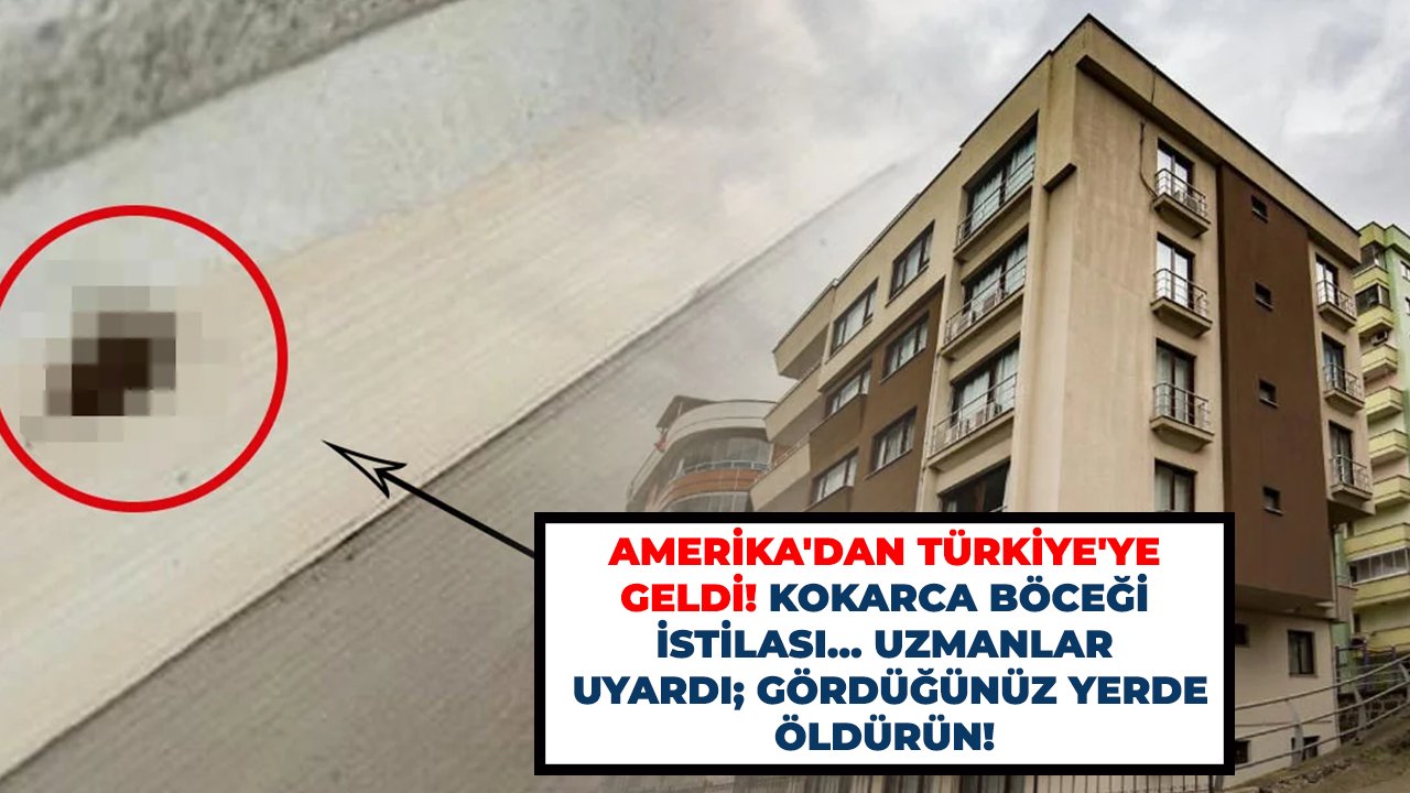 Amerika'dan Türkiye'ye geldi! Kokarca böceği istilası... Uzmanlar uyardı; gördüğünüz yerde öldürün!