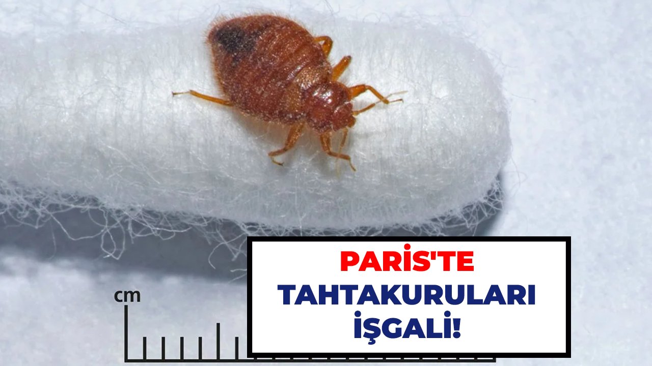 Paris'te tahtakuruları işgali!