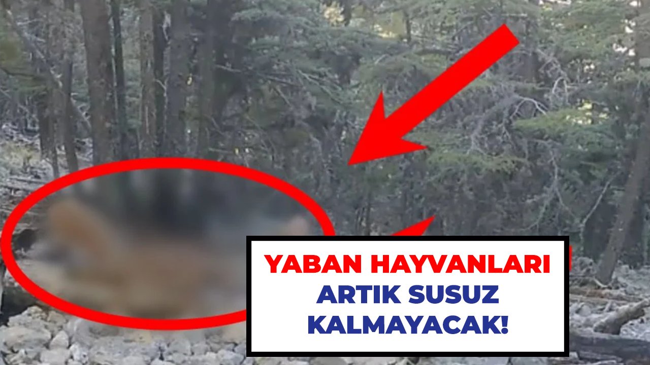 Yaban hayvanları artık susuz kalmayacak!