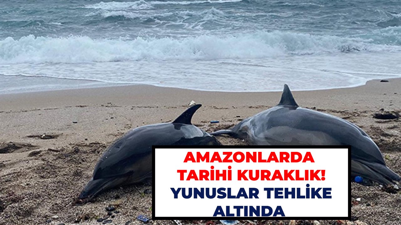 Amazonlarda tarihi kuraklık! Yunuslar tehlike altında