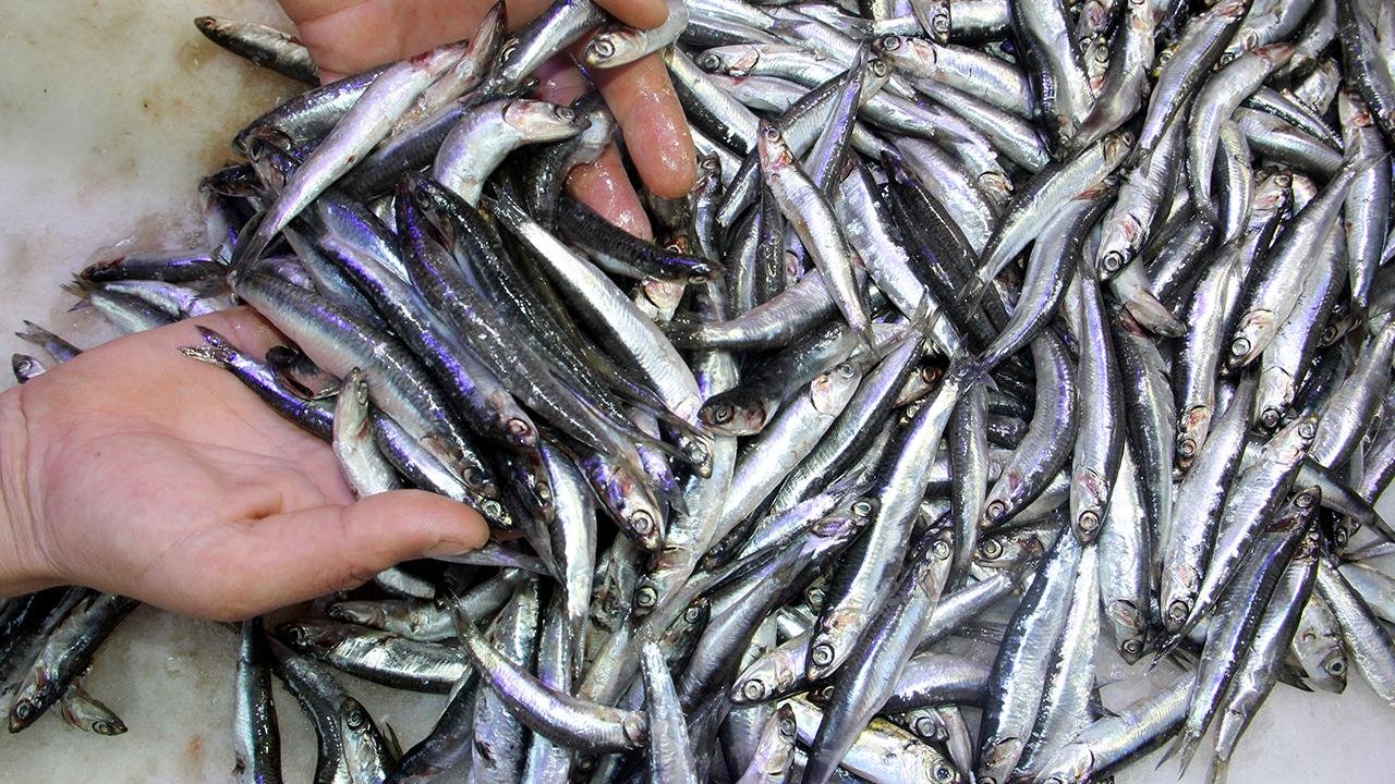 Tezgahlarda hamsi bolluğu!