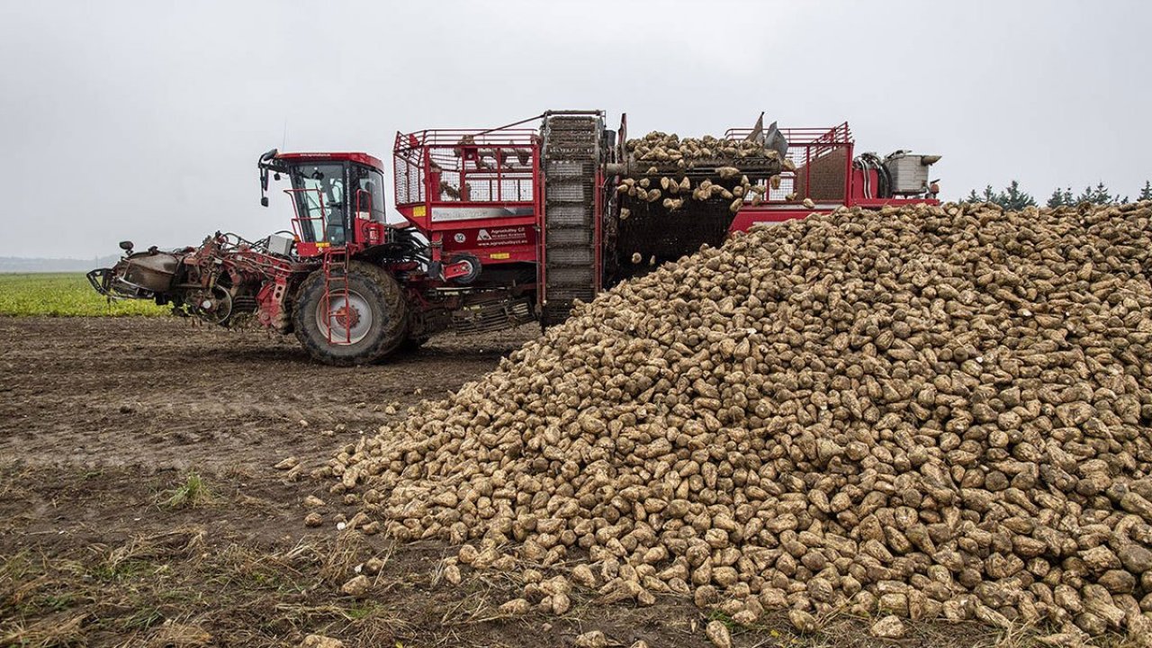 Tarım ve Orman Bakanı, şeker pancarının alım fiyatını açıkladı!