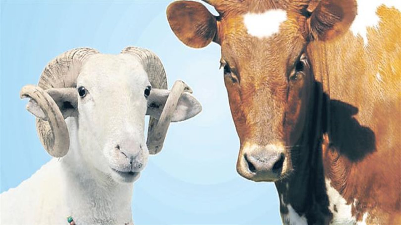 İşte Alanya Kurban Kesim Fiyatları