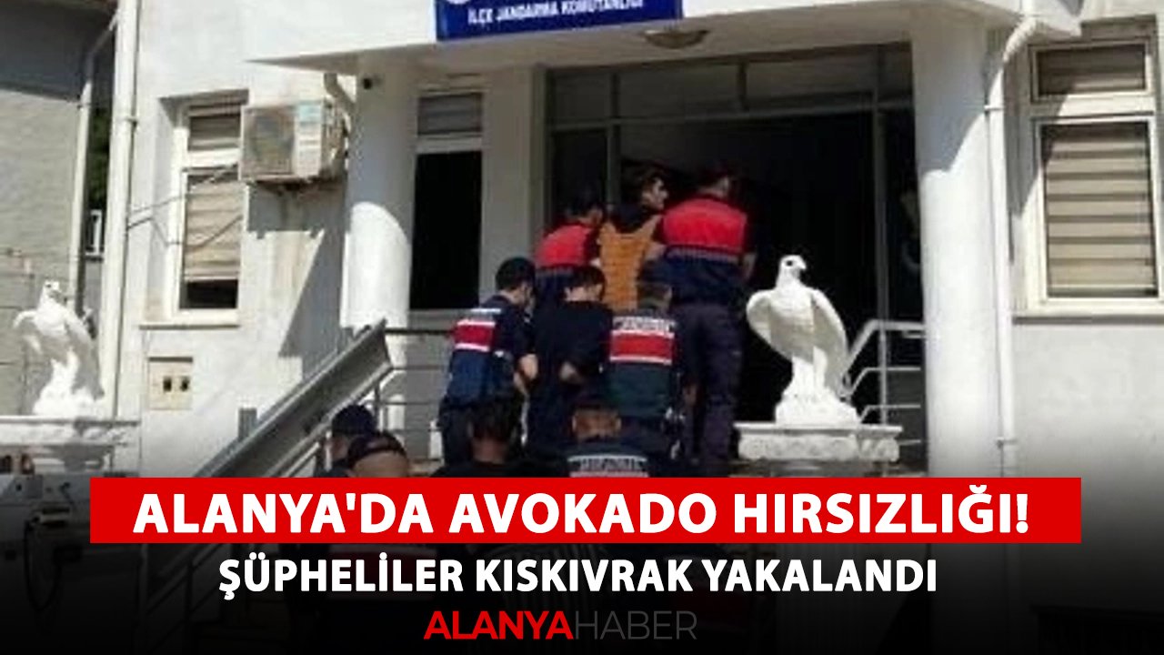 Alanya'da avokado hırsızlığı! Şüpheliler kıskıvrak yakalandı