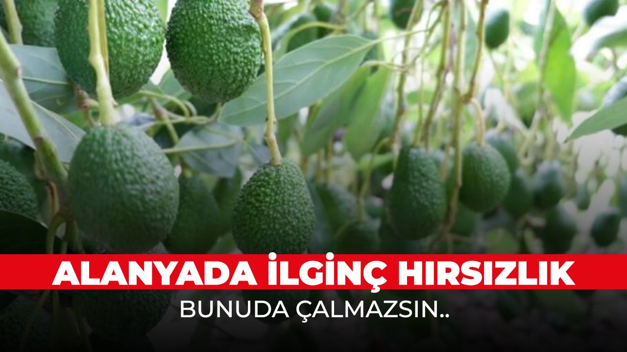 Alanya'da İlginç hırsızlık! Serbest Bırakıldı..
