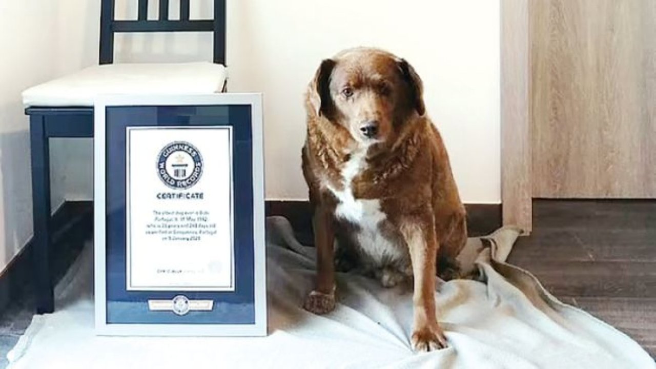 Dünyanın en yaşlı köpeği Bobi'den üzücü haber! Bobi hayatını kaybetti