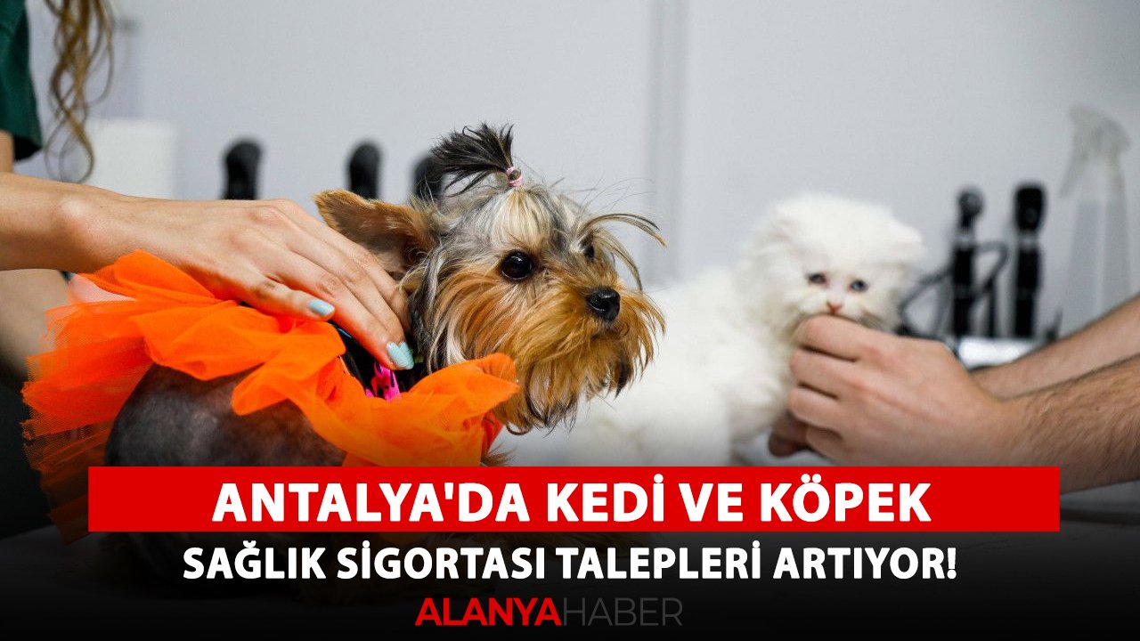 Antalya'da kedi ve köpek sağlık sigortası talepleri artıyor!