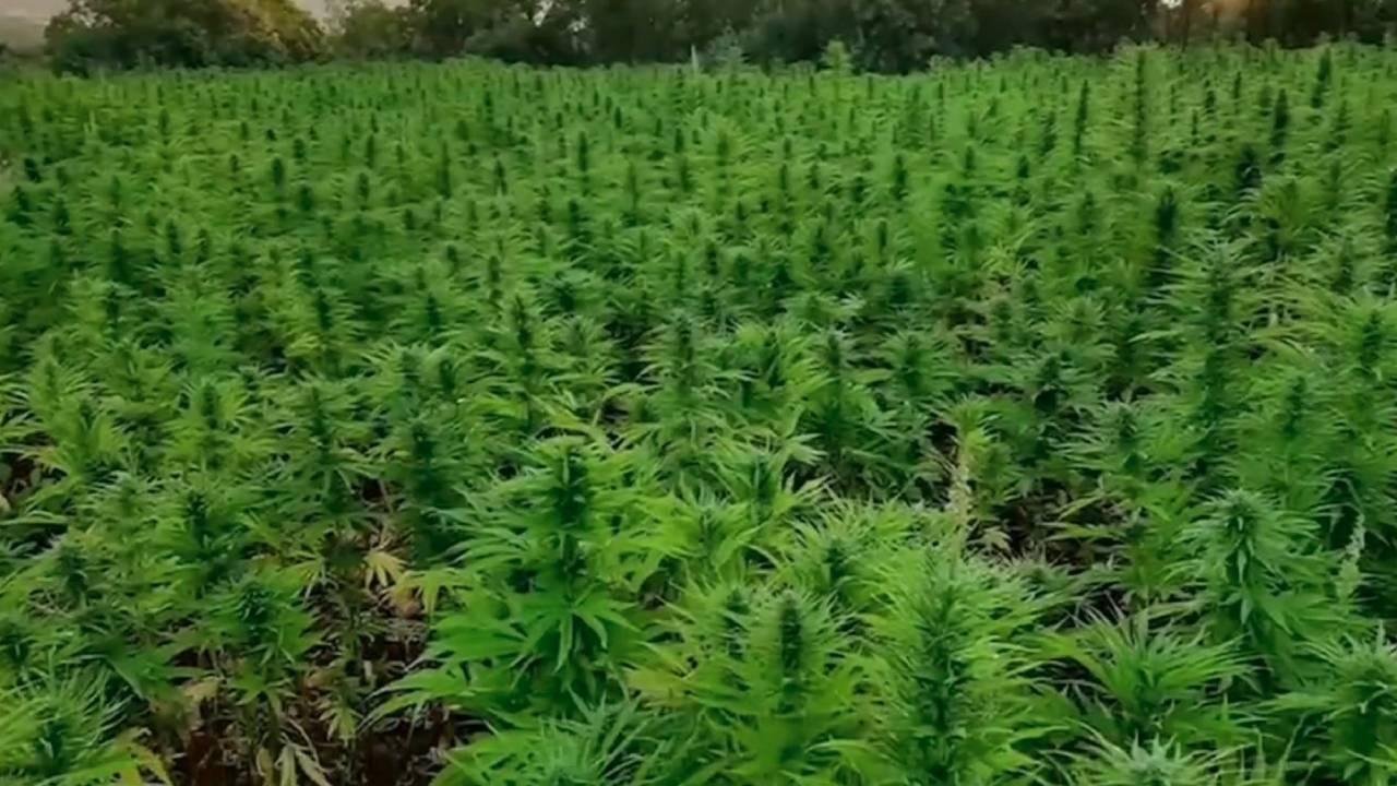 Yasaklı madde olarak biliniyor! Seri üretimi için çalışmalar başlatılan o madde