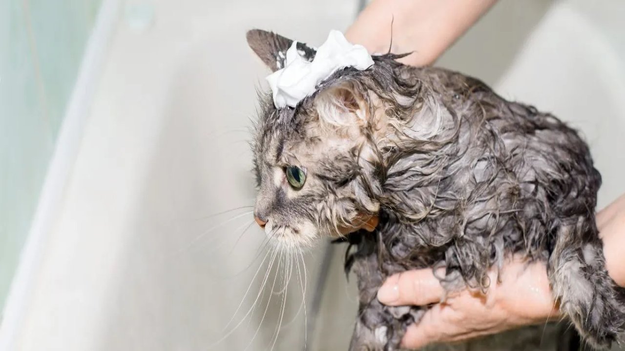 Kedi besleyenlerin dikkatine: Kediler asla yıkanmamalı!
