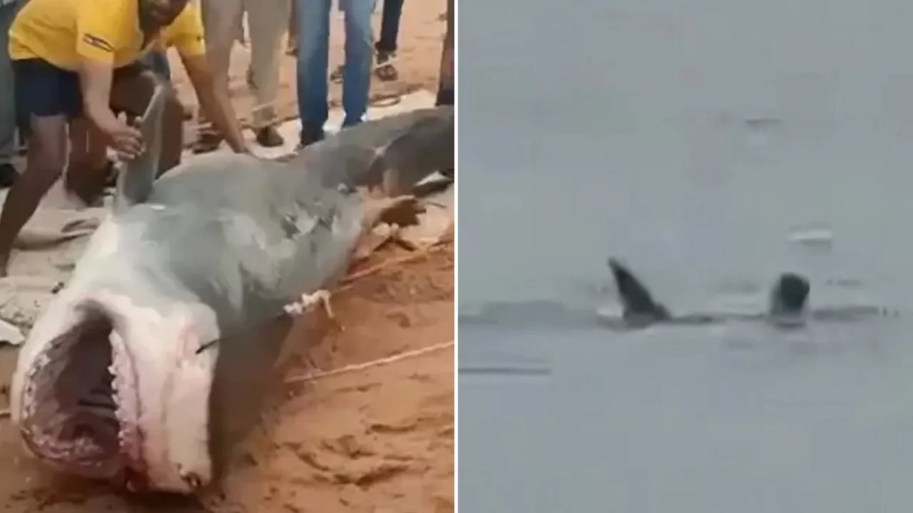 Rus turisti yiyen köpekbalığı hakkında şok karar!