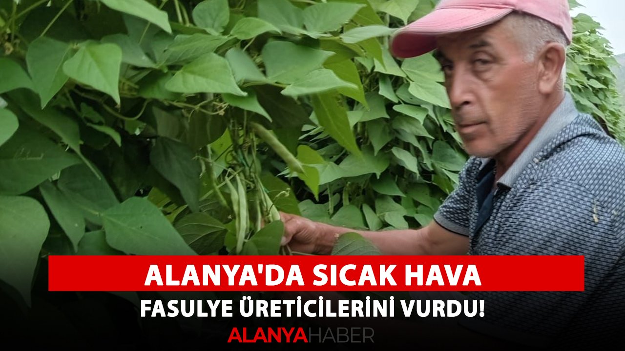 Alanya'da sıcak hava fasulye üreticilerini vurdu!