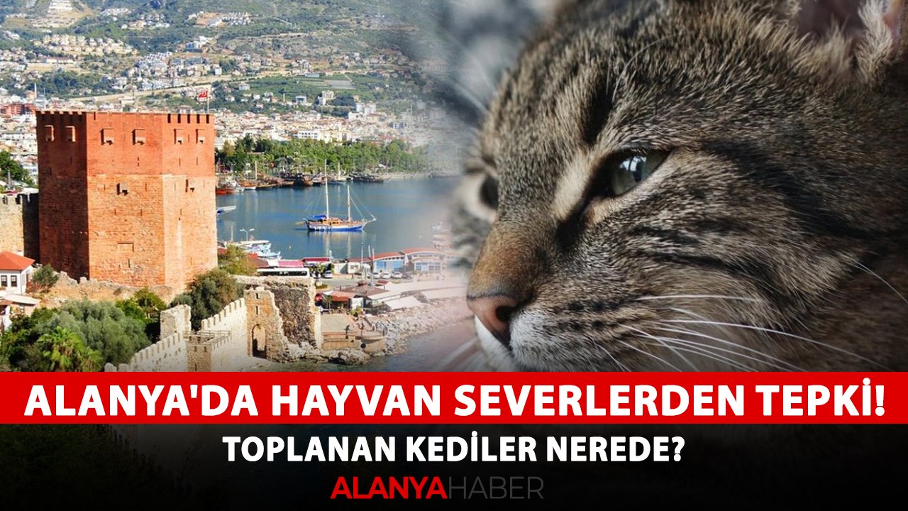 Alanya'da kediseverlerden tepki! Toplanan kediler nerede?