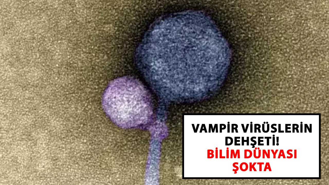 Vampir virüslerin dehşeti! Bilim dünyası şokta
