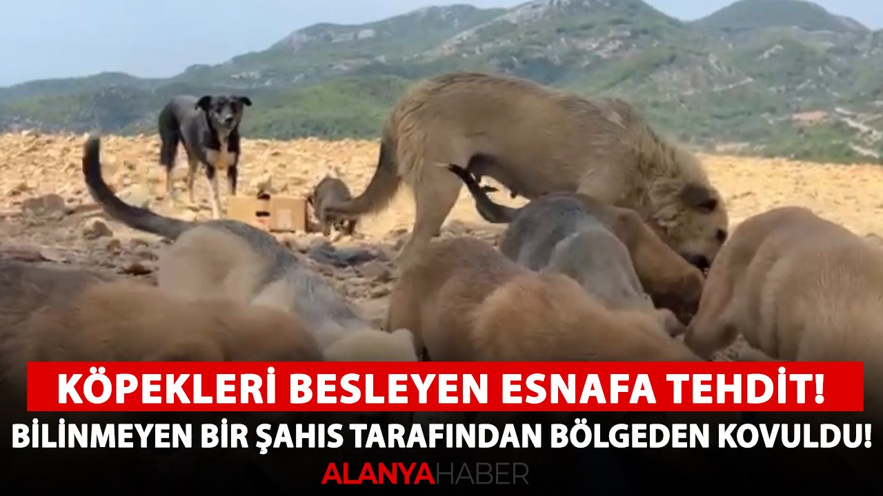 Alanya'da köpekleri besleyen esnafa tehdit! Bilinmeyen bir şahıs tarafından bölgeden kovuldu!