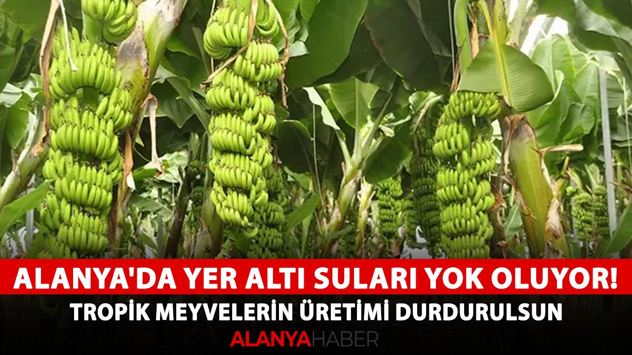 Alanya'da yer altı suları yok oluyor! Tropik meyvelerin üretimi durdurulsun