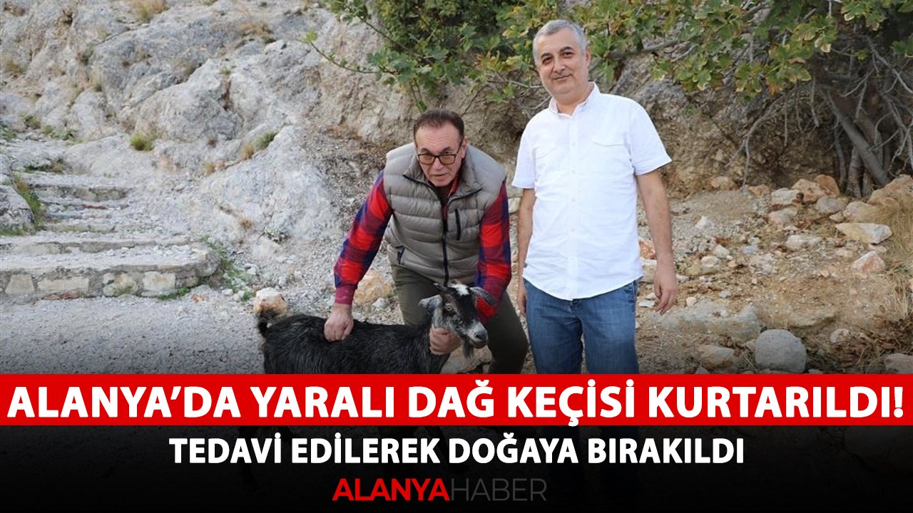 Alanya'da yaralı dağ keçisi kurtarıldı! Tedavi edilerek doğaya bırakıldı