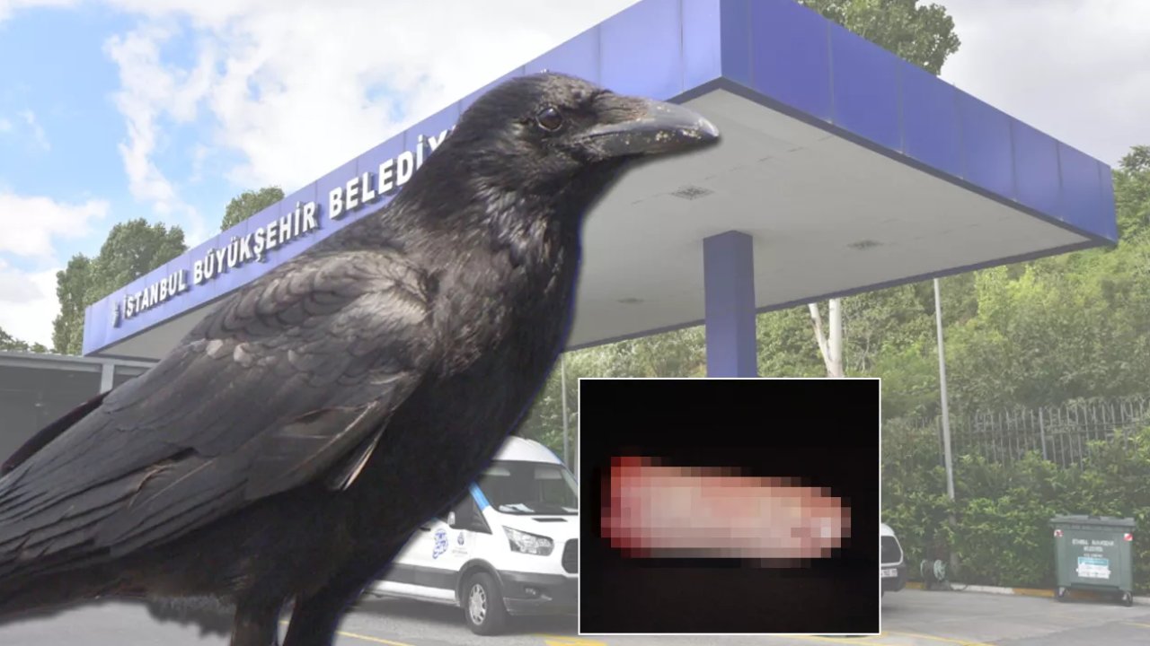 Karga güvenliğe parmak bıraktı