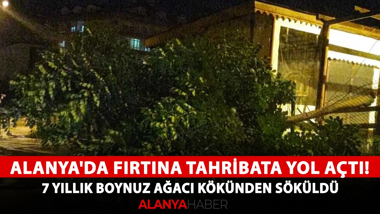 Alanya'da fırtına tahribata yol açtı! 7 yıllık boynuz ağacı kökünden söküldü