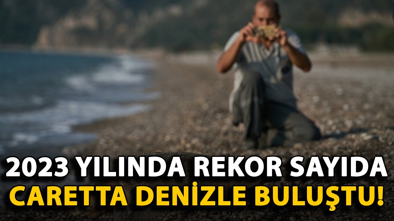 Antalya'da bu yıl rekor sayıda yavru caretta denizle buluştu!