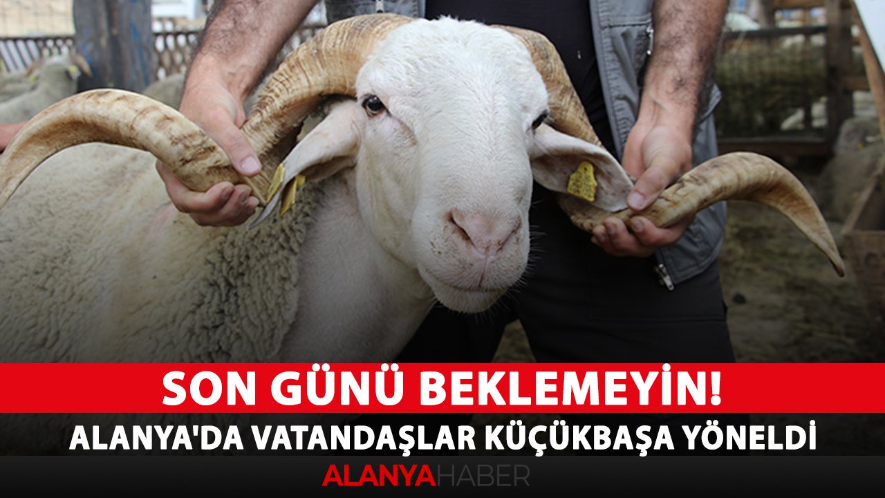 Son günü beklemeyin! Alanya'da vatandaşlar küçükbaşa yöneldi