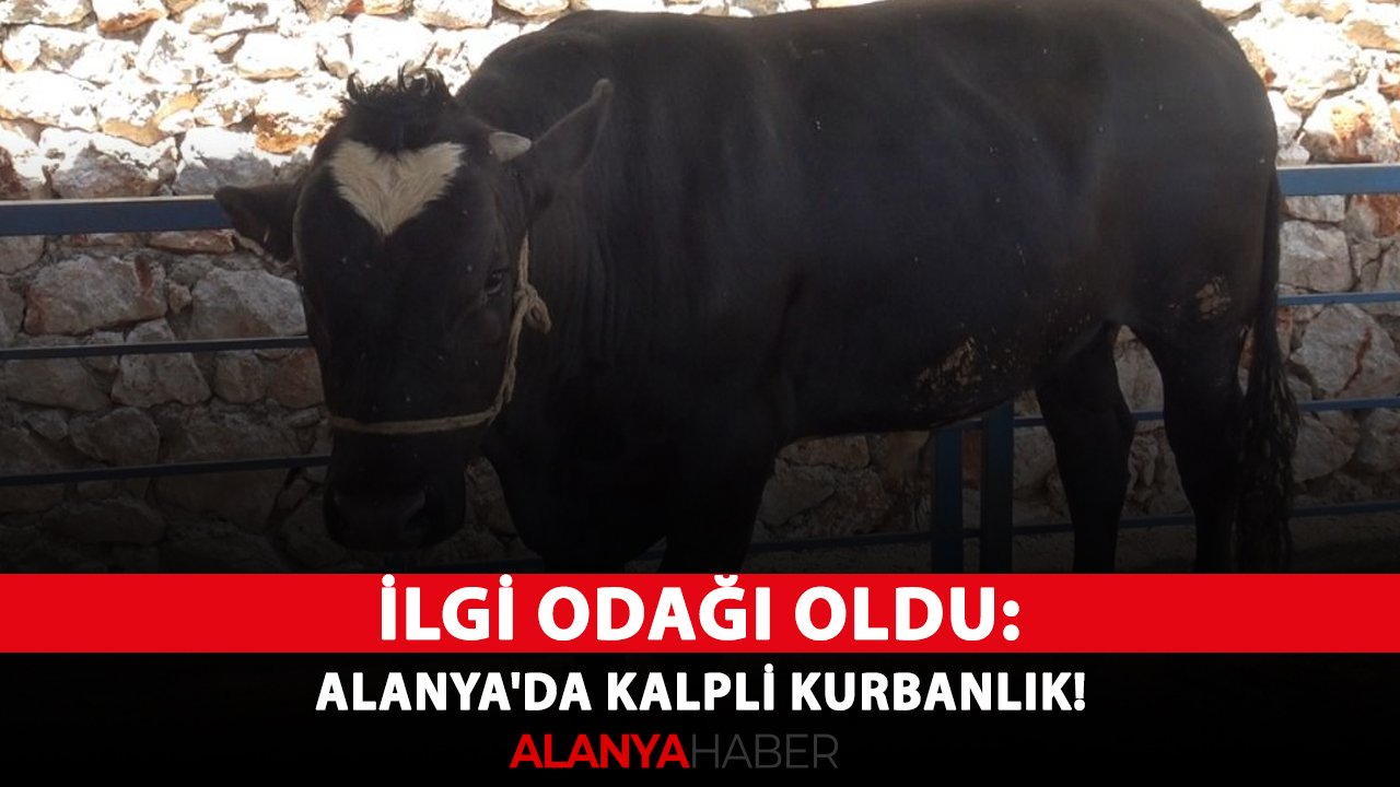 İlgi odağı oldu: Alanya'da kalpli kurbanlık!