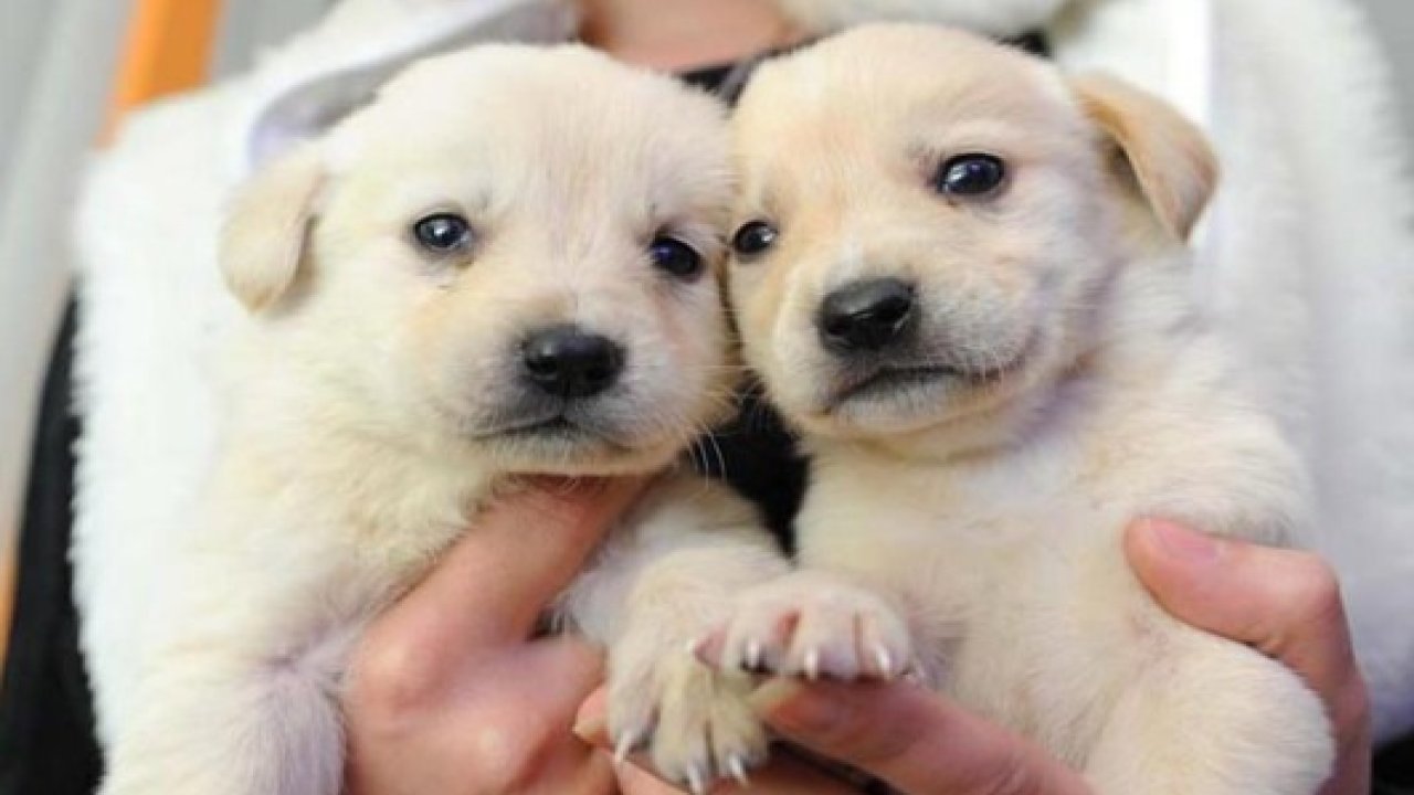 Bilinçli Köpek Sahiplendirmeye İlk Adım Hollanda'dan Geldi!