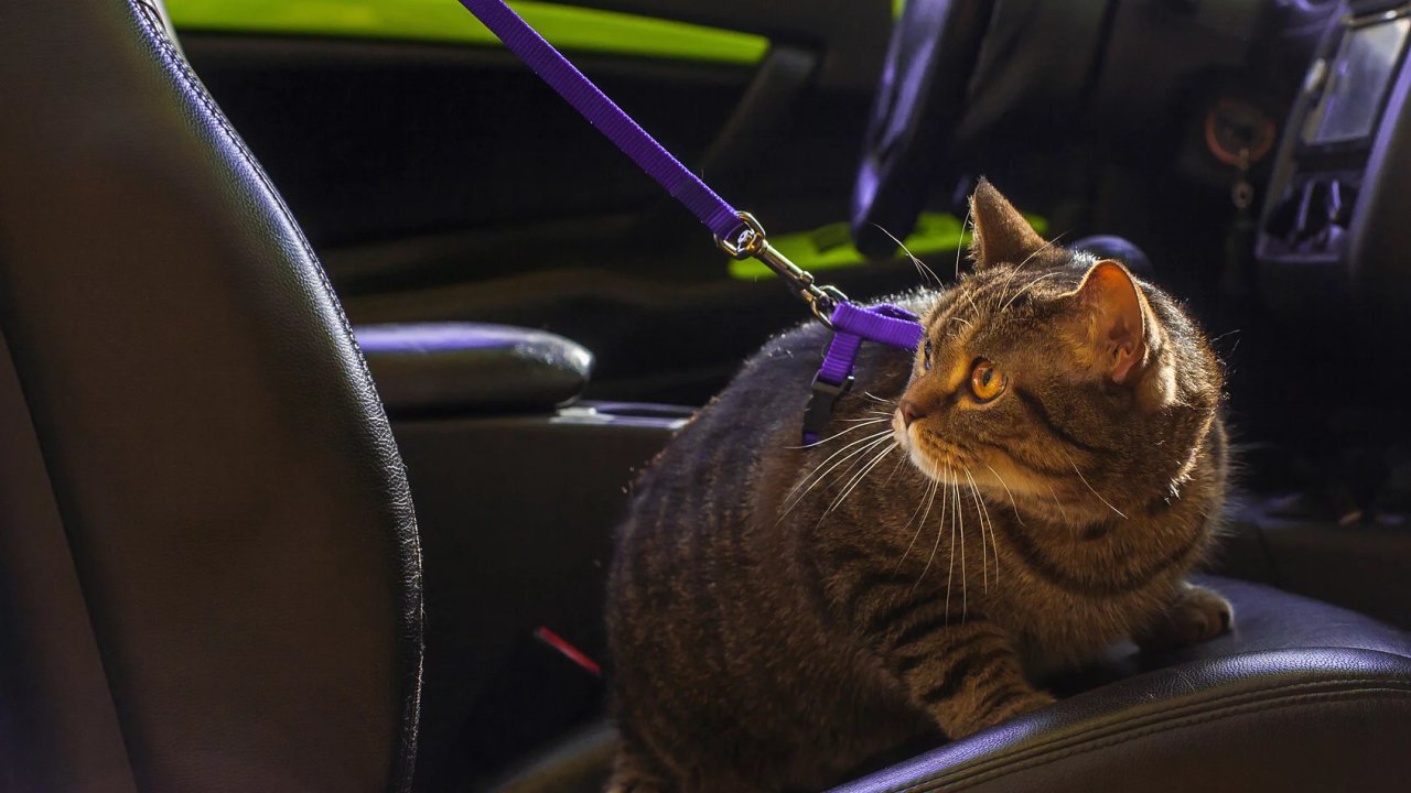 Hayvan Nakil Düzenlemesi: Uzun Yolculuk Şartları Ertelendi