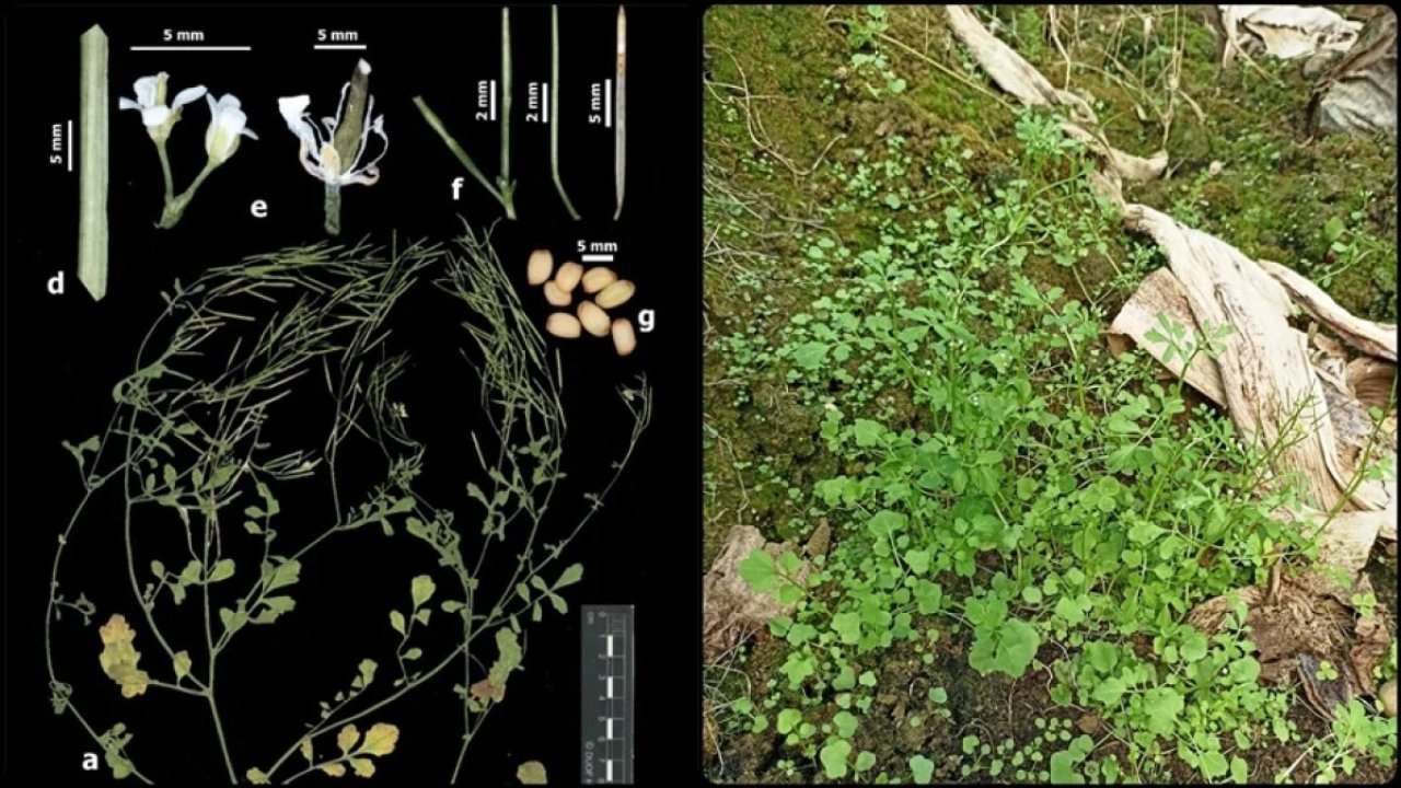 Türk Akademisyenlerden Yeni Bir İstilacı Bitki Türü Keşfi