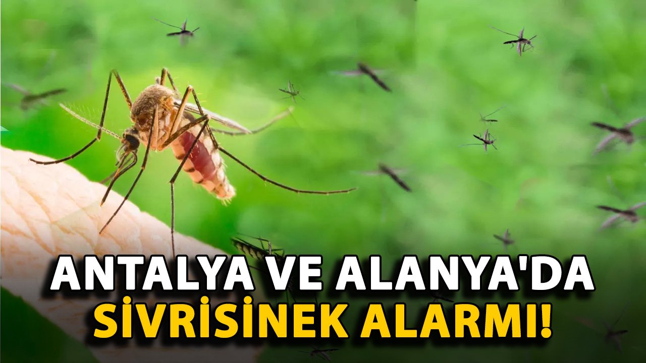 Antalya ve Alanya'da sivrisinek alarmı!