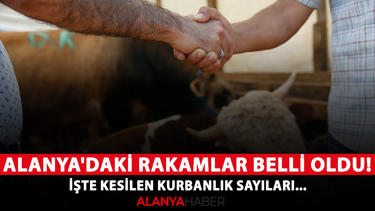 Alanya'daki rakamlar belli oldu! İşte kesilen kurbanlık sayıları...