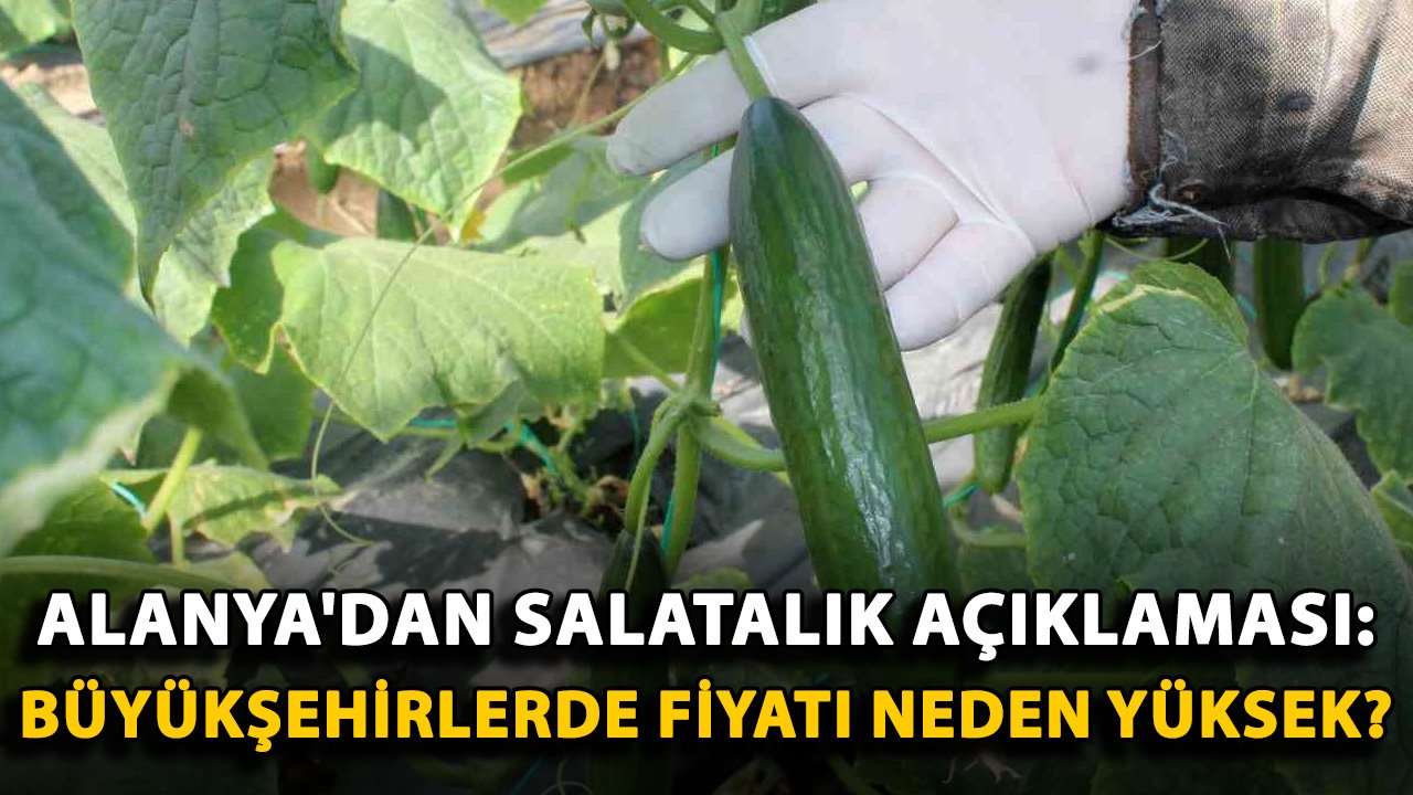 Alanya'dan salatalık açıklaması: Büyükşehirlerde fiyatı neden yüksek?