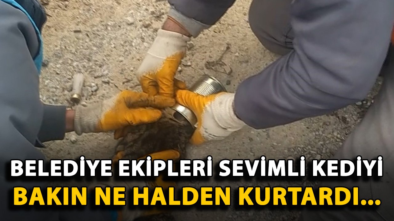 Belediye ekipleri sevimli kediyi bakın ne halden kurtardı...