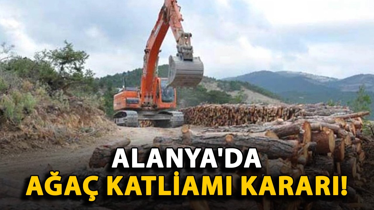 Alanya'da ağaç katliamı kararı!