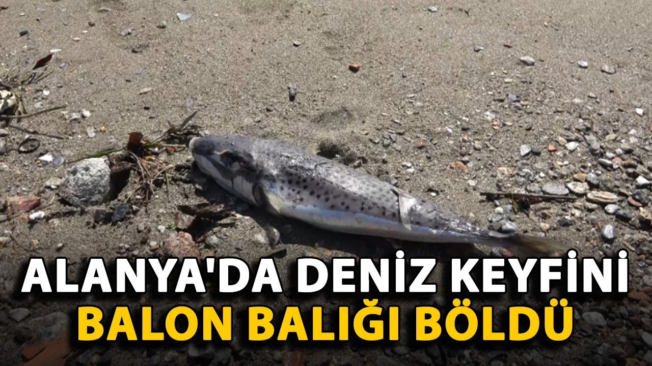 Alanya'da deniz keyfini balon balığı böldü