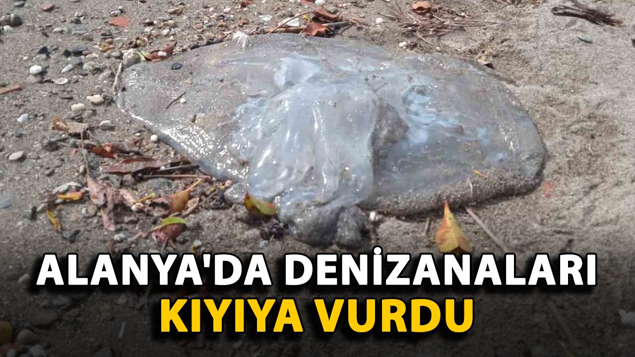 Alanya'da denizanaları kıyıya vurdu