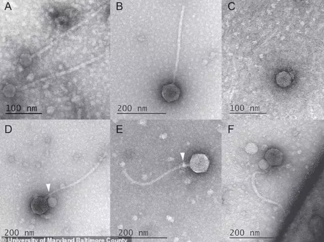 vampir-virus.jpg